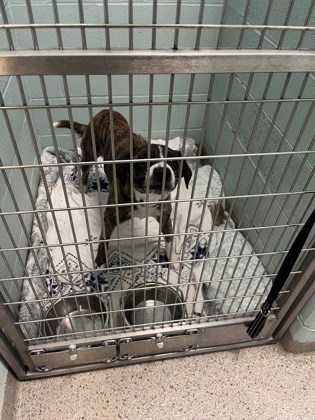 View Corona the Dog Photo #1