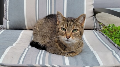 Learn More About Marigold