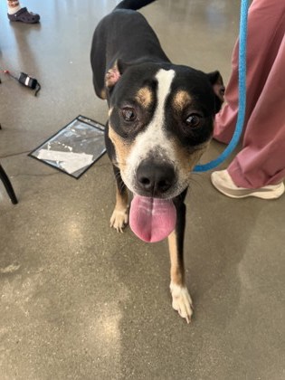 View Dorian the Dog Photo #1