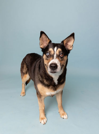 View Gemma(in Foster) the Dog Photo #1