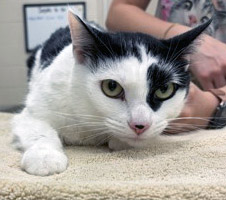 View Phoebe the Cat Photo #2