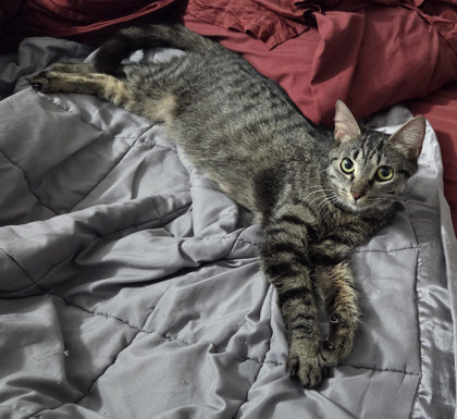 Tabbie