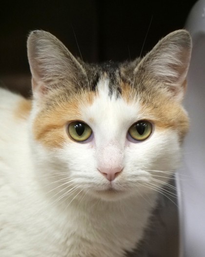 View Akane the Cat Photo #2