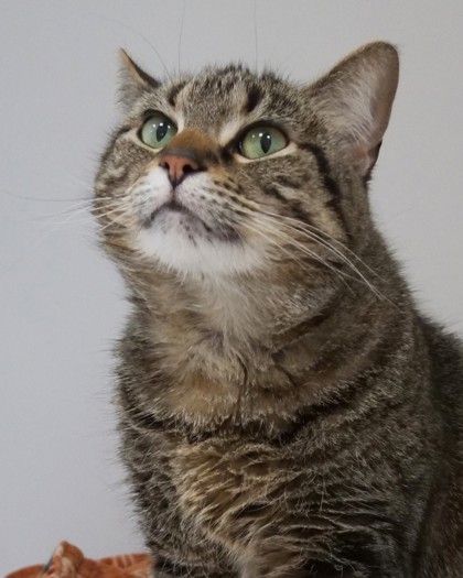 Beep (in foster)