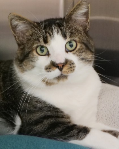 Gilbert (at Smitten Kitten)