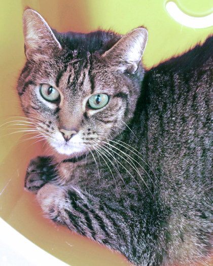View Miss Anchovy the Cat Photo #1