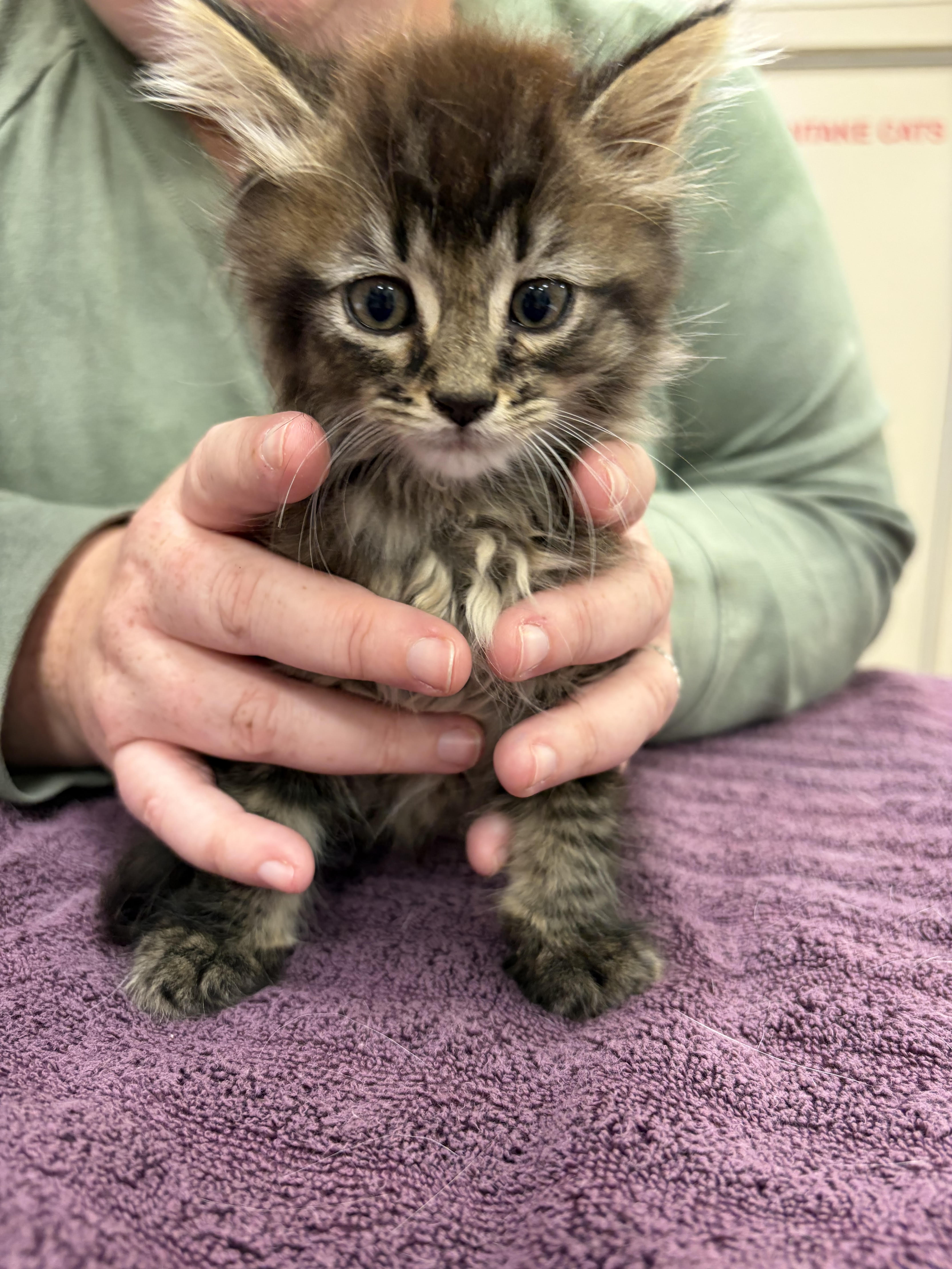 Help Rehome This Cat Cat