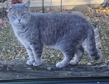 View Dakota the Cat Photo #2
