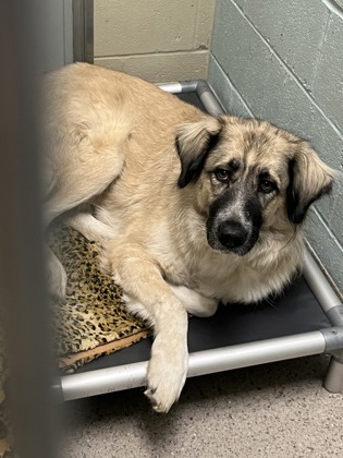 View Sheba the Dog Photo #2