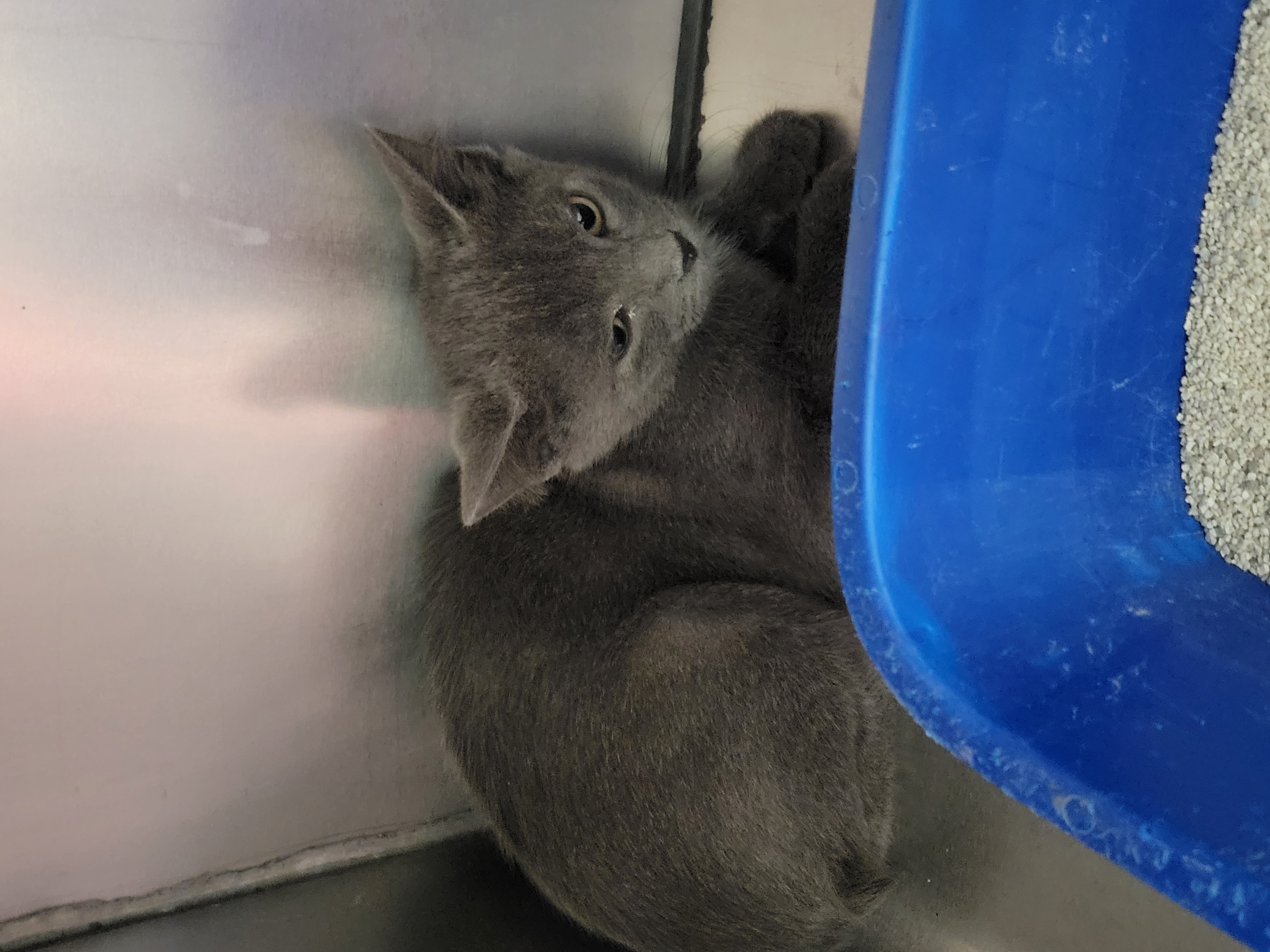 Help Rehome This Cat Cat