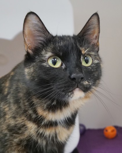 Cici (Bonded with Mimi Girl)