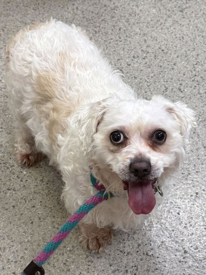 Help Rehome This Dog Dog
