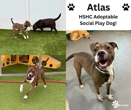 View Atlas the Dog Photo #1
