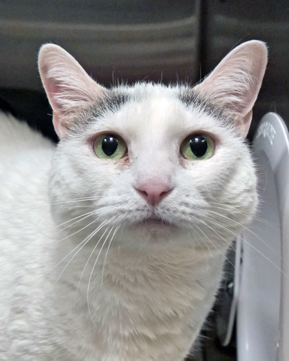 View Cha Cha the Cat Photo #1