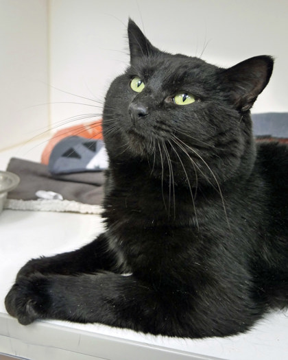 View Tucan the Cat Photo #1