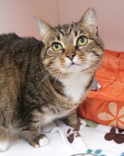 View Marcy Boots (at Smitten Kitten) the Cat Photo #1