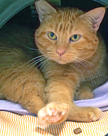 Learn More About Millie Marie Photo of Millie Marie