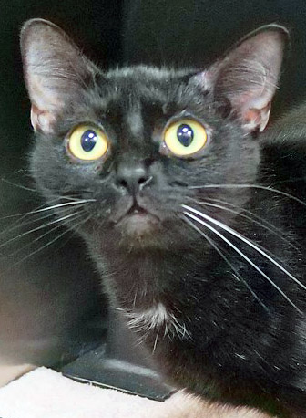 View Onyx (at Smitten Kitten) the Cat Photo #1