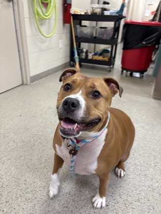 View Tiki the Dog Photo #1