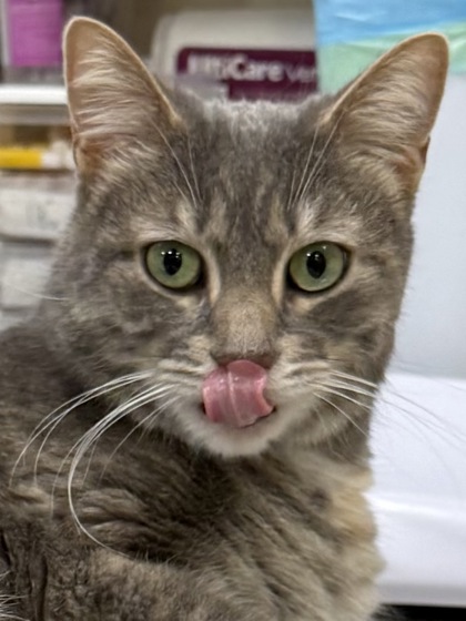 View Luna the Cat Photo #2