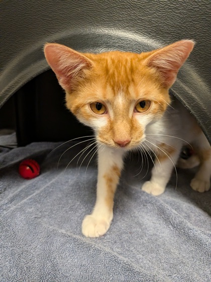 Photo of Alastor
