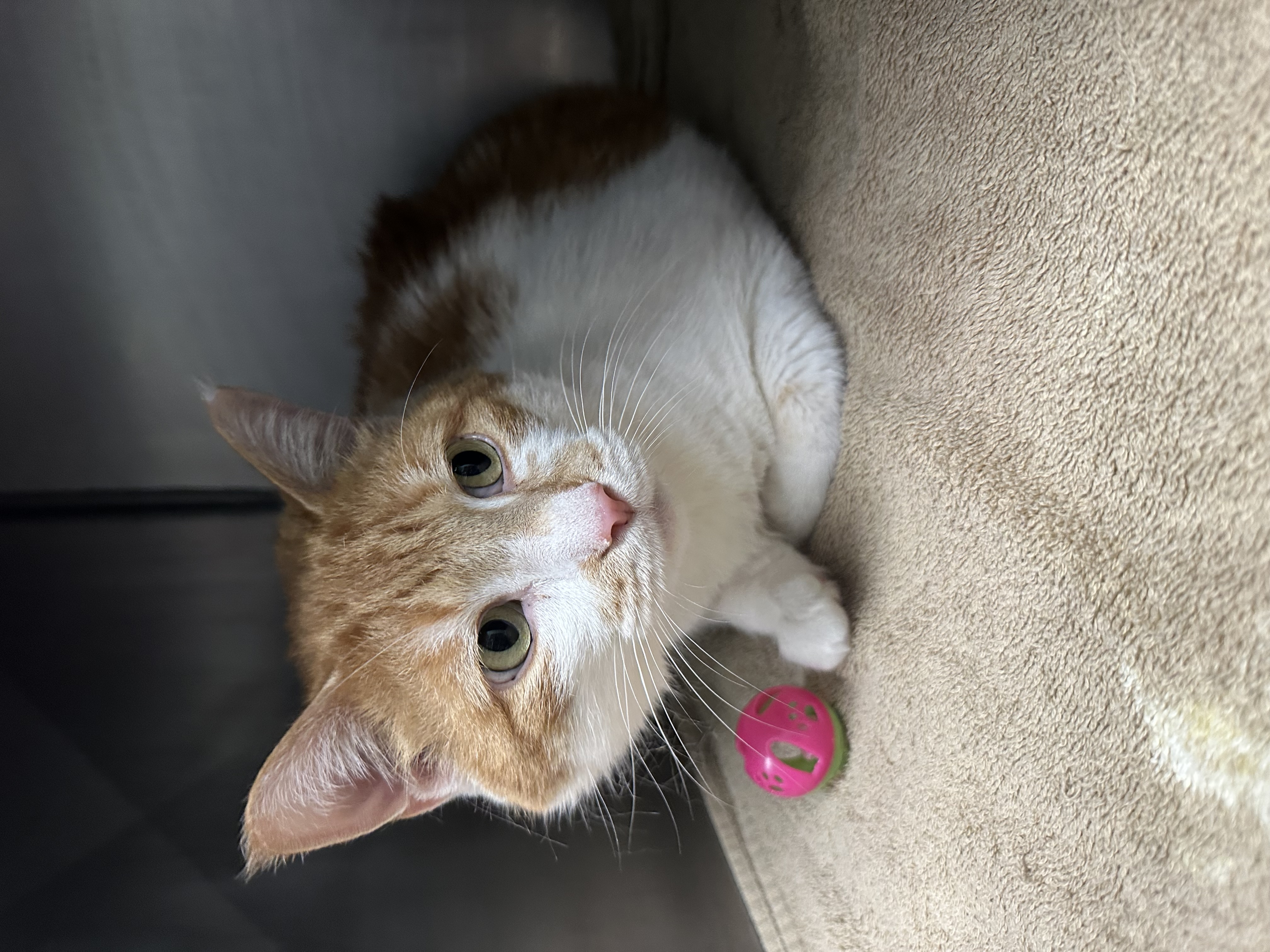 View Found Cat Photo #1