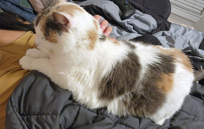 View Chloe Grace (in Foster) the Cat Photo #1