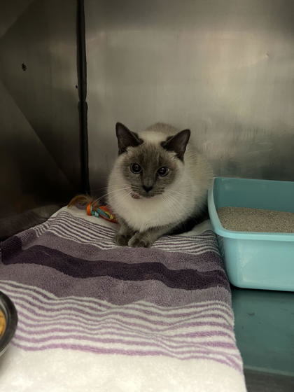 Help Rehome This Cat Cat