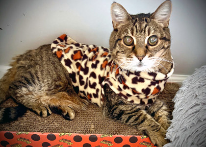 View Poppy (in Foster) the Cat Photo #1