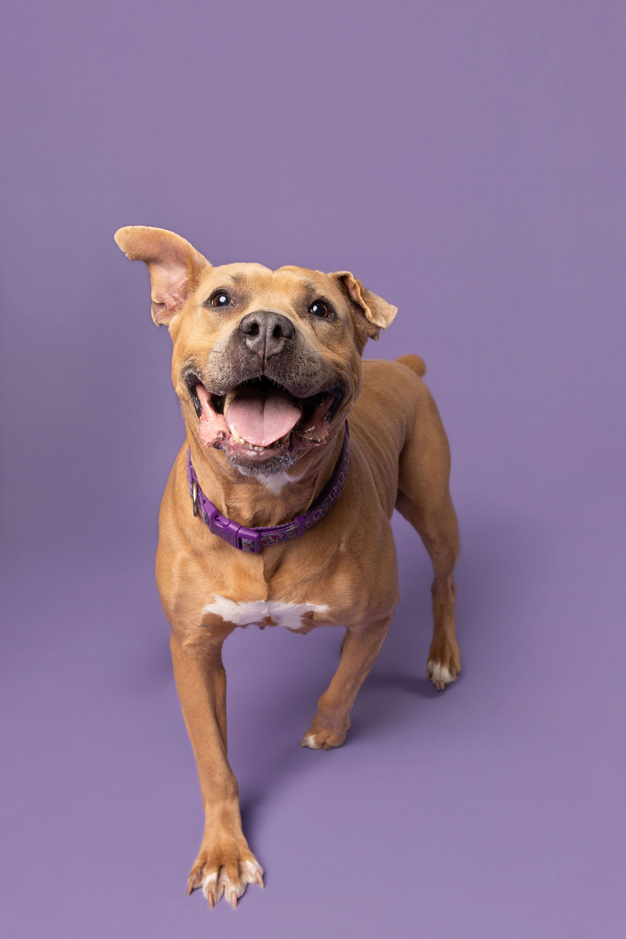 Learn More About Snowflake (in Foster) Snowflake (in foster)