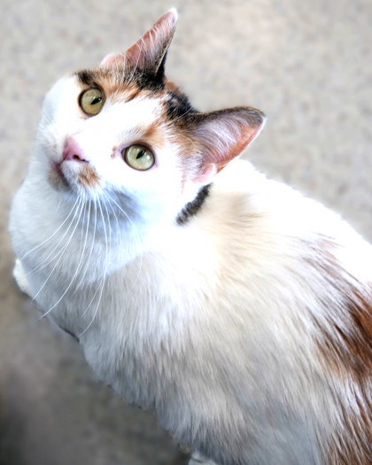 View Cali Cat (bonded To Pepper Marie) the Cat Photo #2
