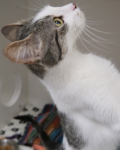 TARAGON - Domestic Shorthair / Mix available for adoption