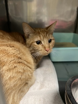 Help Rehome This Cat Cat