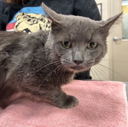 Help Rehome This Cat Cat