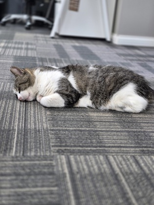 View Lost Cat Photo #1