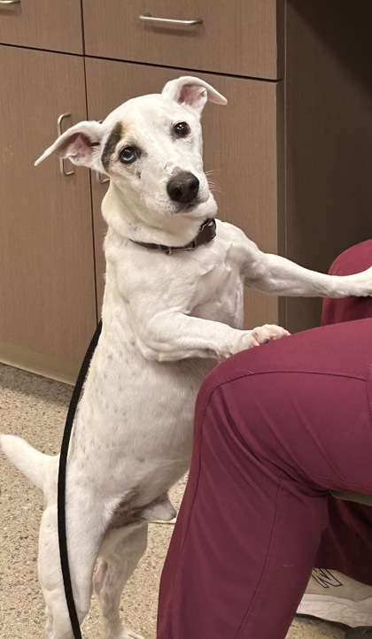 Learn More About Bandit Photo of Bandit