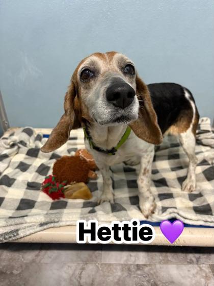 Hettie (in foster)