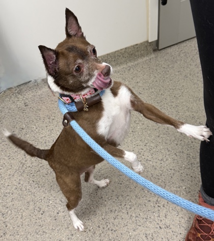 View Sadie (bonded To Dexter) the Dog Photo #1