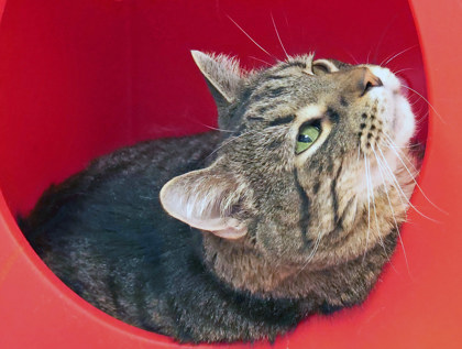 View Marble (in Foster) the Cat Photo #2
