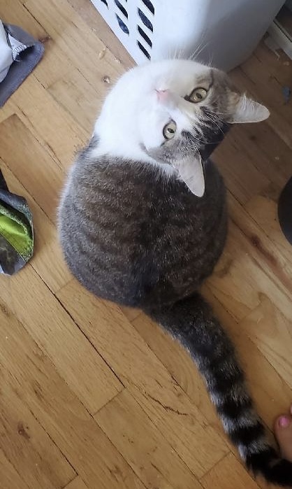 View Thia the Cat Photo #2