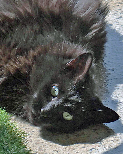 View Binky the Cat Photo #2