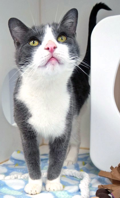 View Boris (in Foster) the Cat Photo #1