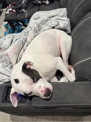 View Daxton (In Foster) the Dog Photo #2