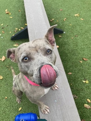 View Laney Lou the Dog Photo #1