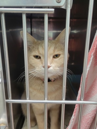 Help Rehome This Cat Cat