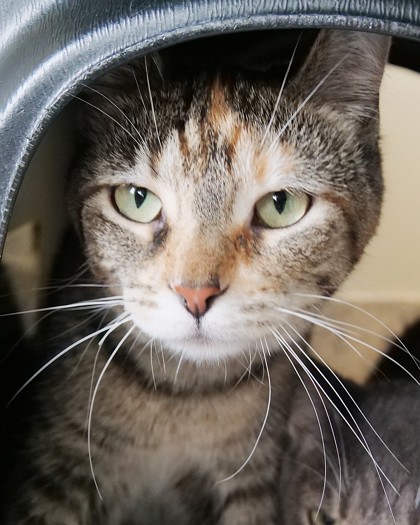 Smudge (Bonded to Milo)