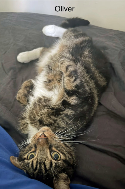 View Oliver Dean (bonded To Oakley)(in Foster) the Cat Photo #2