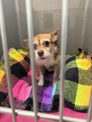 View Tiny (bonded To Raton) the Dog Photo #1