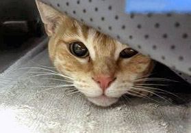 View Cayenne (at PetSmart) the Cat Photo #2