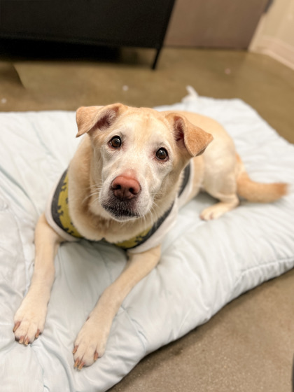 Nova (bonded to Nala) (in foster)